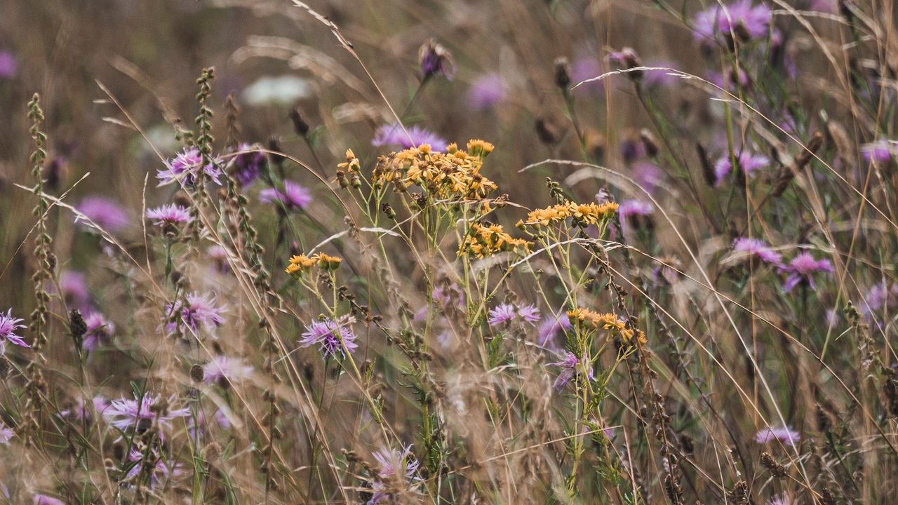 Wallpaper flowers, wildflowers, field, grass