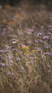 Preview wallpaper flowers, wildflowers, field, grass