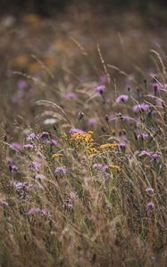 Preview wallpaper flowers, wildflowers, field, grass