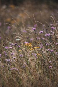 Preview wallpaper flowers, wildflowers, field, grass