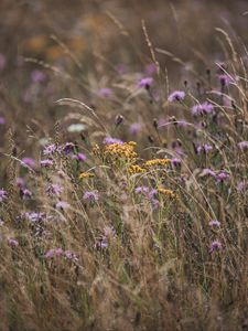 Preview wallpaper flowers, wildflowers, field, grass