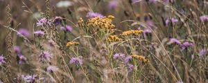 Preview wallpaper flowers, wildflowers, field, grass