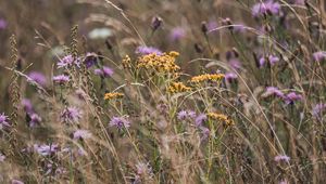 Preview wallpaper flowers, wildflowers, field, grass