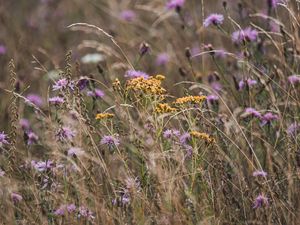 Preview wallpaper flowers, wildflowers, field, grass