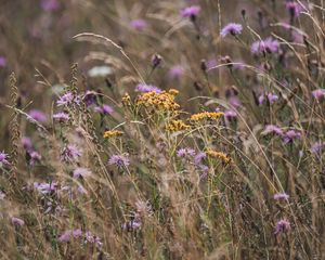 Preview wallpaper flowers, wildflowers, field, grass