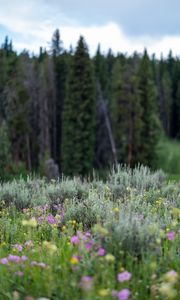 Preview wallpaper flowers, wildflowers, grass, trees, nature, blur