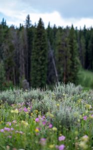 Preview wallpaper flowers, wildflowers, grass, trees, nature, blur