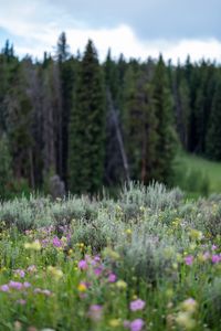 Preview wallpaper flowers, wildflowers, grass, trees, nature, blur