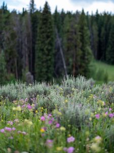 Preview wallpaper flowers, wildflowers, grass, trees, nature, blur