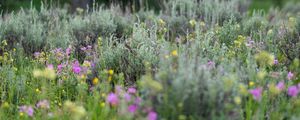 Preview wallpaper flowers, wildflowers, grass, trees, nature, blur