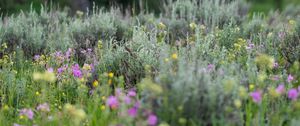 Preview wallpaper flowers, wildflowers, grass, trees, nature, blur