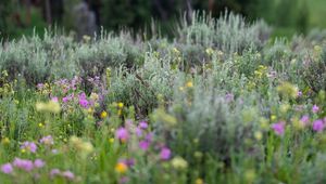 Preview wallpaper flowers, wildflowers, grass, trees, nature, blur