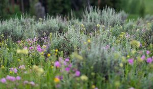 Preview wallpaper flowers, wildflowers, grass, trees, nature, blur