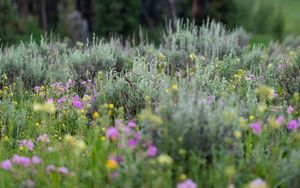 Preview wallpaper flowers, wildflowers, grass, trees, nature, blur