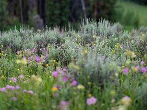 Preview wallpaper flowers, wildflowers, grass, trees, nature, blur