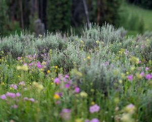 Preview wallpaper flowers, wildflowers, grass, trees, nature, blur