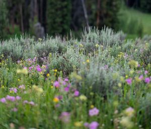 Preview wallpaper flowers, wildflowers, grass, trees, nature, blur