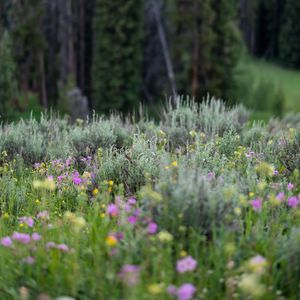 Preview wallpaper flowers, wildflowers, grass, trees, nature, blur