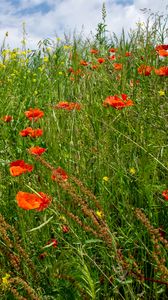 Preview wallpaper flowers, wildflowers, grass, meadow