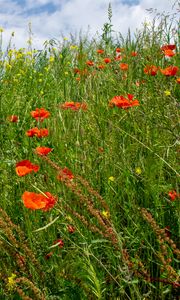 Preview wallpaper flowers, wildflowers, grass, meadow