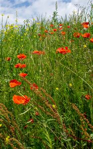 Preview wallpaper flowers, wildflowers, grass, meadow