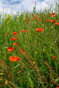 Preview wallpaper flowers, wildflowers, grass, meadow