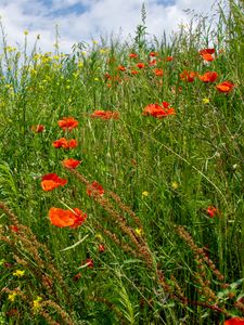 Preview wallpaper flowers, wildflowers, grass, meadow