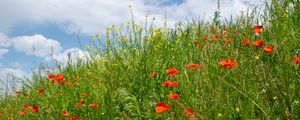 Preview wallpaper flowers, wildflowers, grass, meadow