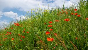 Preview wallpaper flowers, wildflowers, grass, meadow