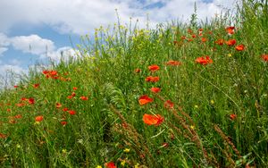 Preview wallpaper flowers, wildflowers, grass, meadow