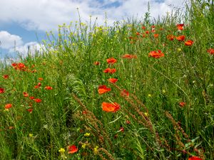 Preview wallpaper flowers, wildflowers, grass, meadow