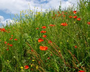 Preview wallpaper flowers, wildflowers, grass, meadow