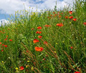 Preview wallpaper flowers, wildflowers, grass, meadow