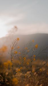 Preview wallpaper flowers, wildflowers, grass, yellow