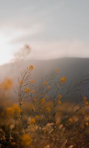 Preview wallpaper flowers, wildflowers, grass, yellow