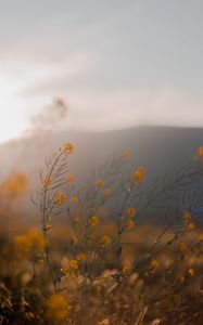 Preview wallpaper flowers, wildflowers, grass, yellow