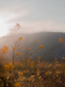 Preview wallpaper flowers, wildflowers, grass, yellow