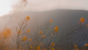 Preview wallpaper flowers, wildflowers, grass, yellow