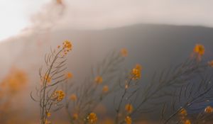 Preview wallpaper flowers, wildflowers, grass, yellow