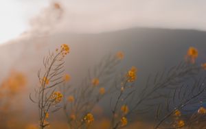 Preview wallpaper flowers, wildflowers, grass, yellow