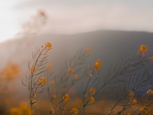 Preview wallpaper flowers, wildflowers, grass, yellow