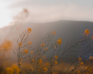 Preview wallpaper flowers, wildflowers, grass, yellow