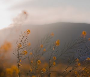 Preview wallpaper flowers, wildflowers, grass, yellow