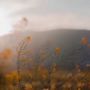 Preview wallpaper flowers, wildflowers, grass, yellow