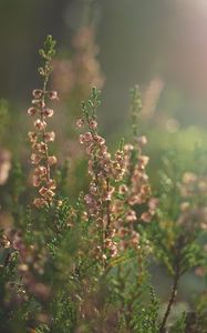 Preview wallpaper flowers, wildflowers, inflorescences, plants, blur