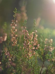 Preview wallpaper flowers, wildflowers, inflorescences, plants, blur