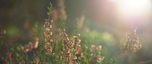 Preview wallpaper flowers, wildflowers, inflorescences, plants, blur