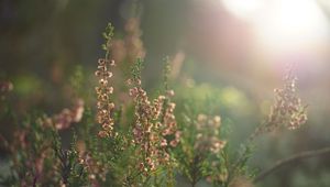 Preview wallpaper flowers, wildflowers, inflorescences, plants, blur