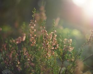 Preview wallpaper flowers, wildflowers, inflorescences, plants, blur