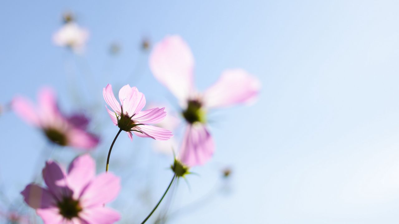 Wallpaper flowers, wildflowers, plants, petals, blur